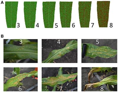 Examining Genetic Variation in Maize Inbreds and Mapping Oxidative Stress Response QTL in B73-Mo17 Nearly Isogenic Lines